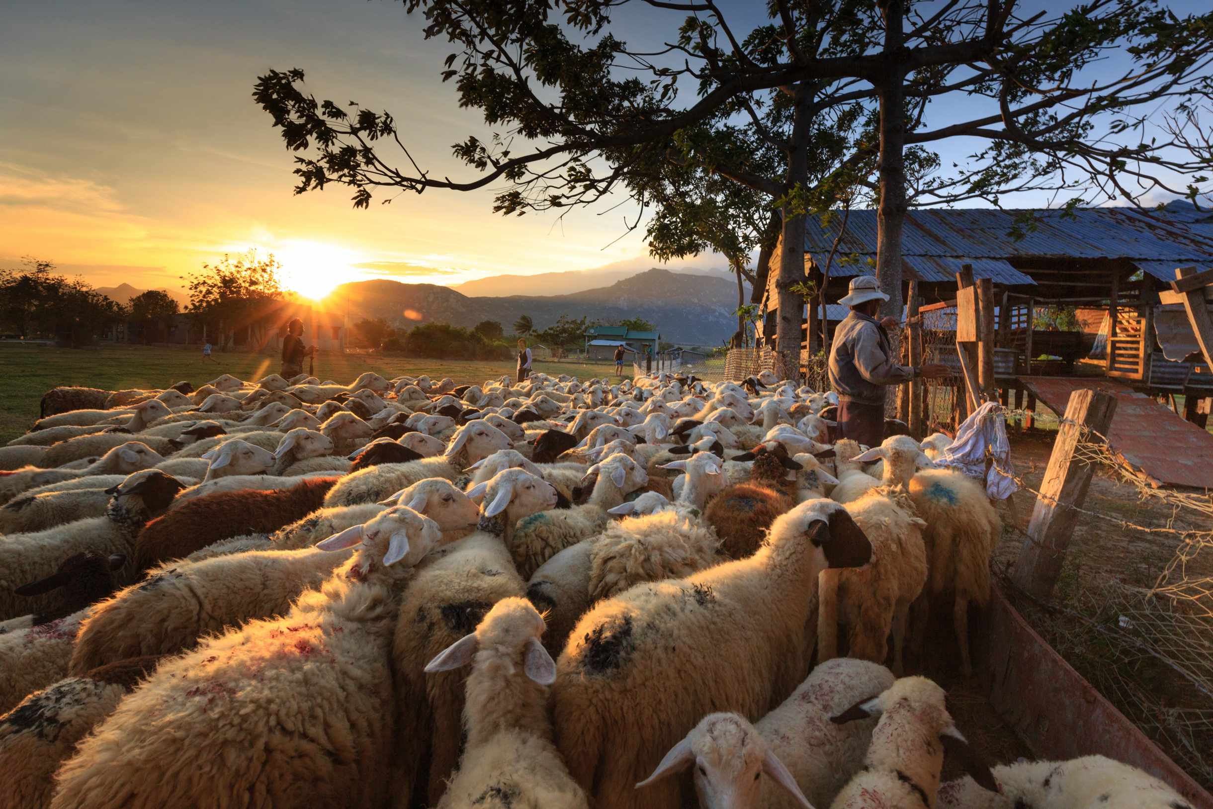 Image: sheep farm