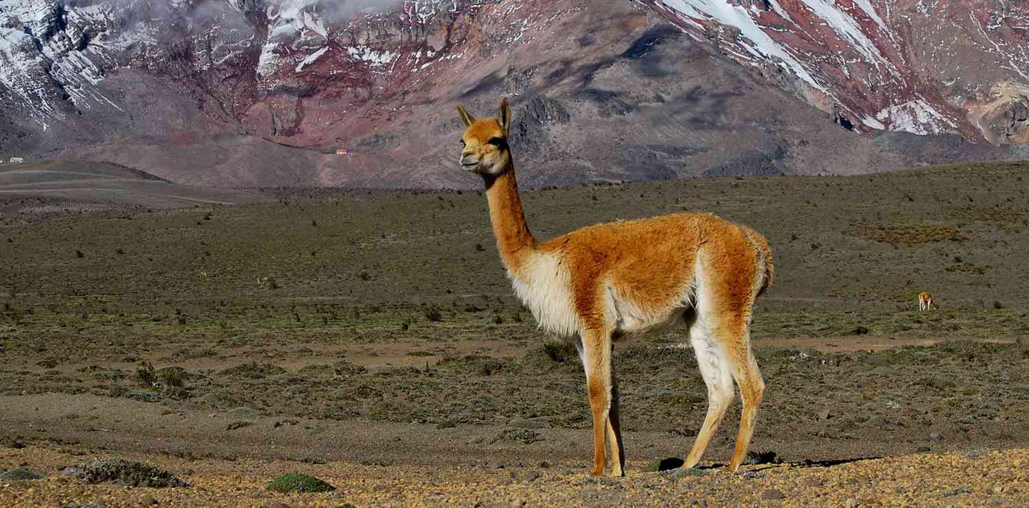 Vicuna in the Andes