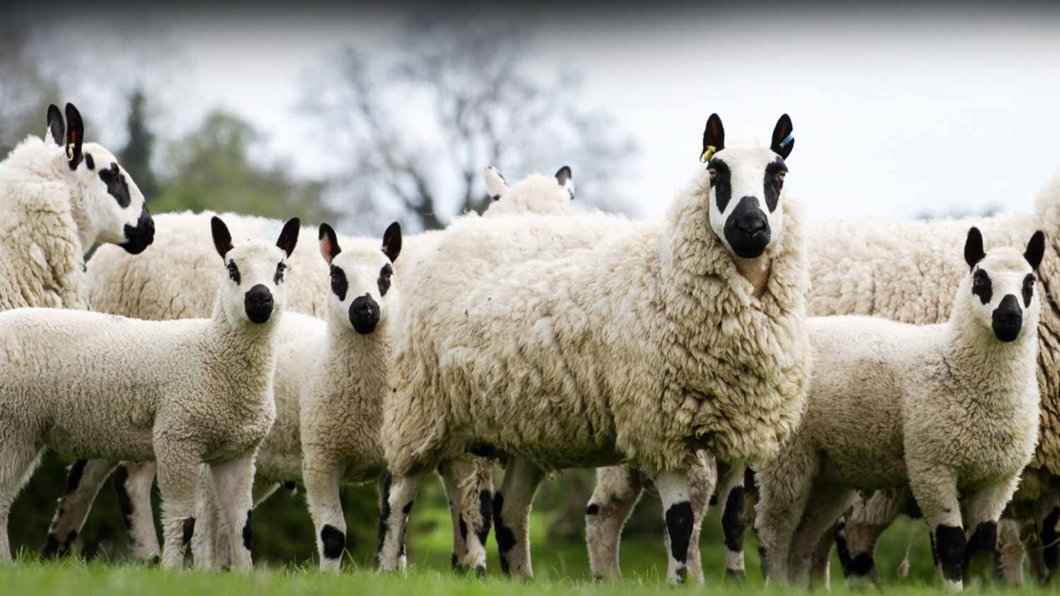 Image: Kerry Hill Sheep