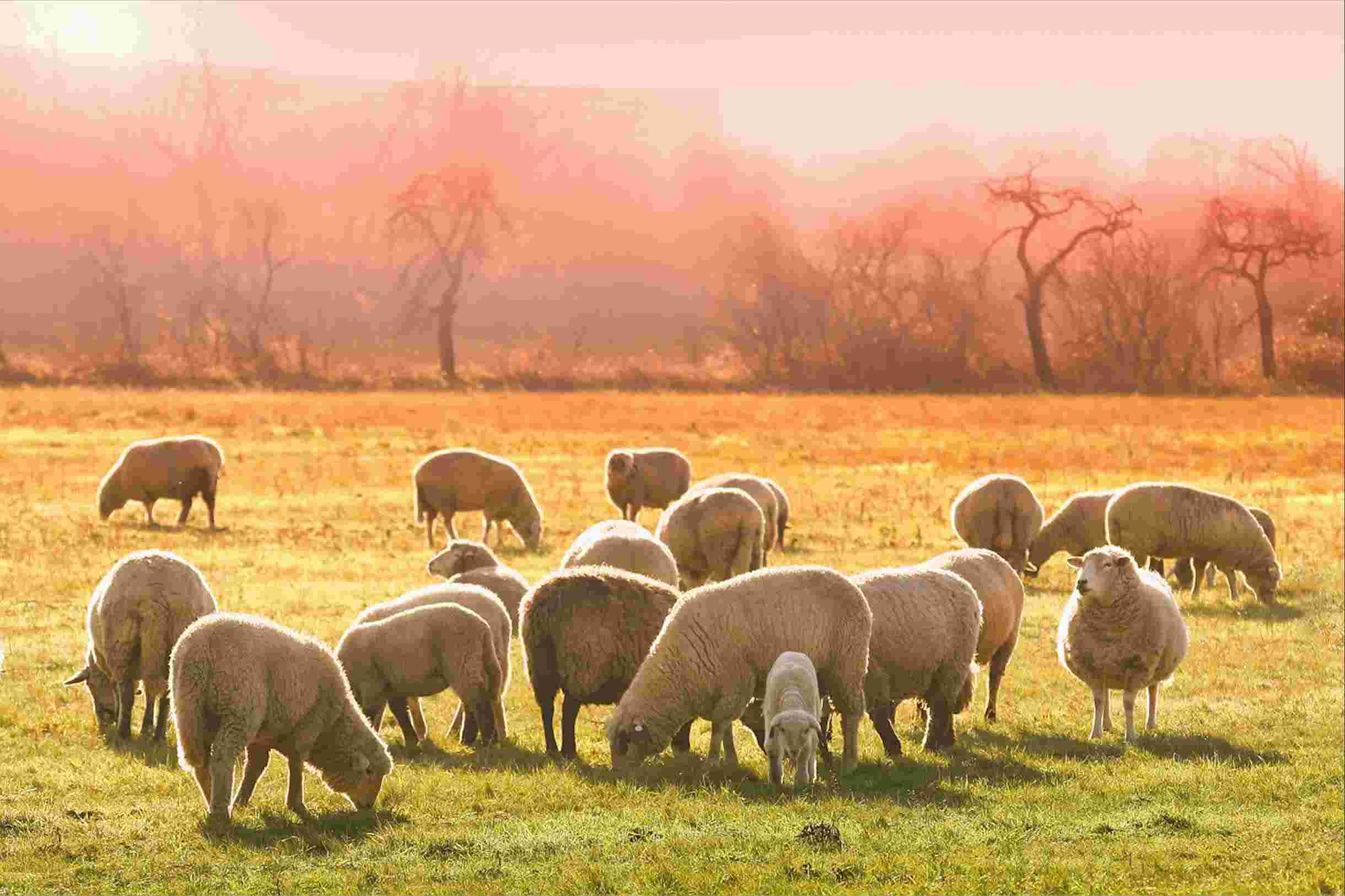 Image: Romney sheep on the farm