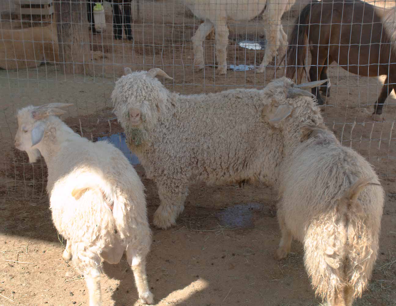 Image: Angora goats