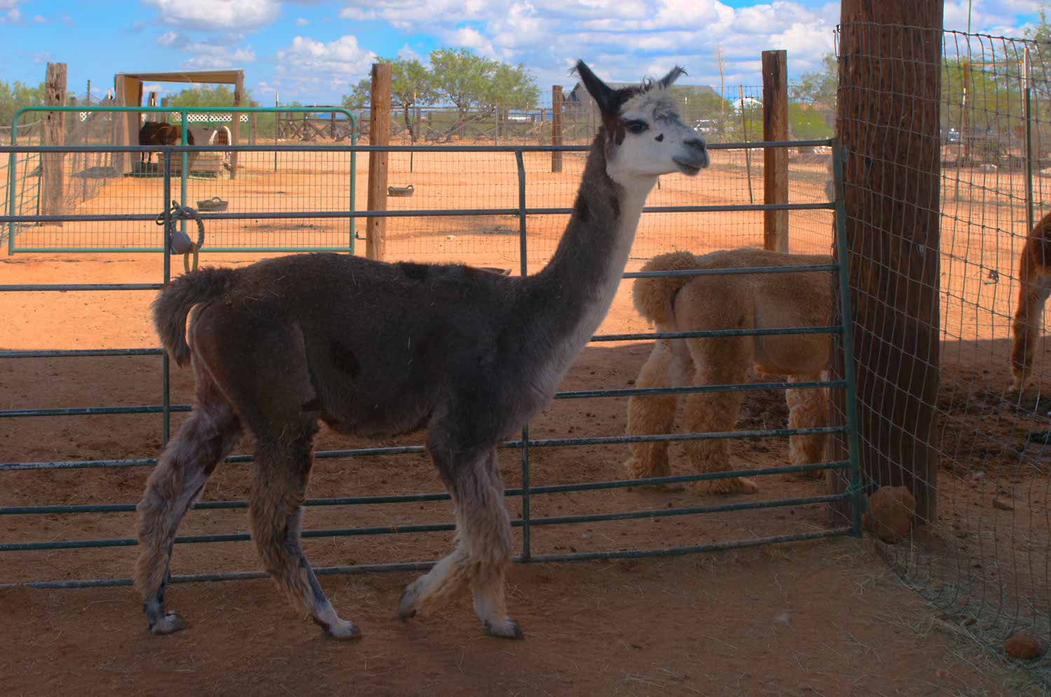 Image: Alpacas