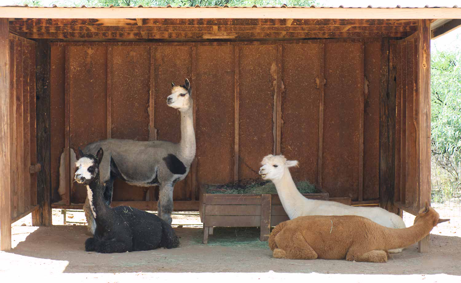 Image: Double G Alpacas