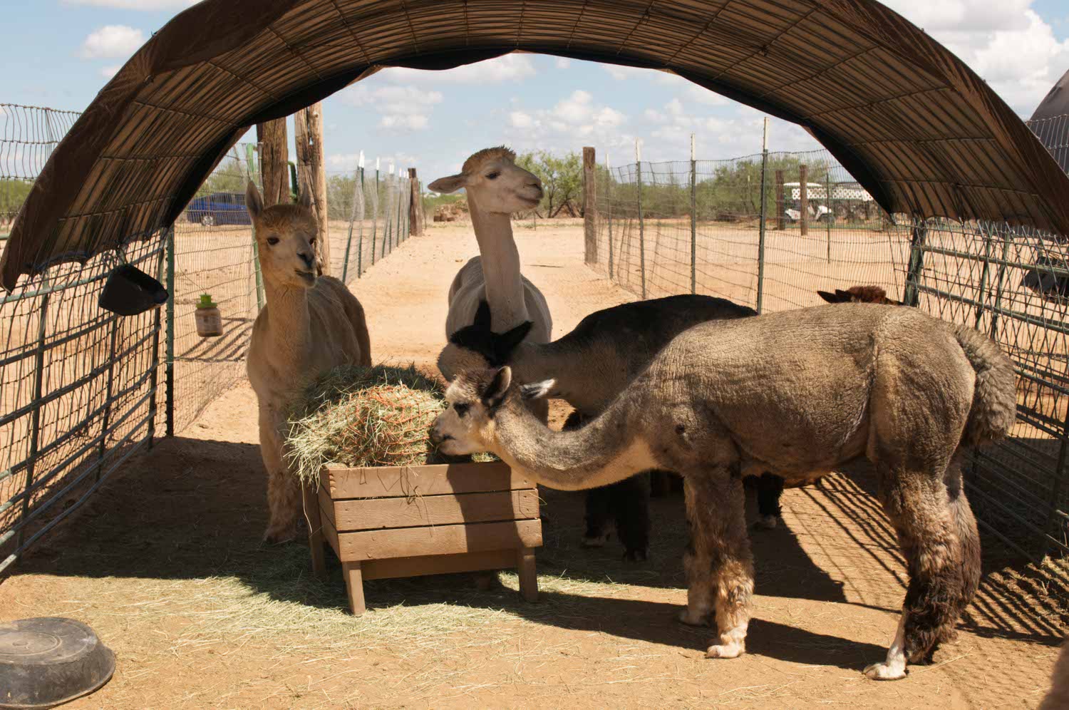 Image: Double G Alpacas