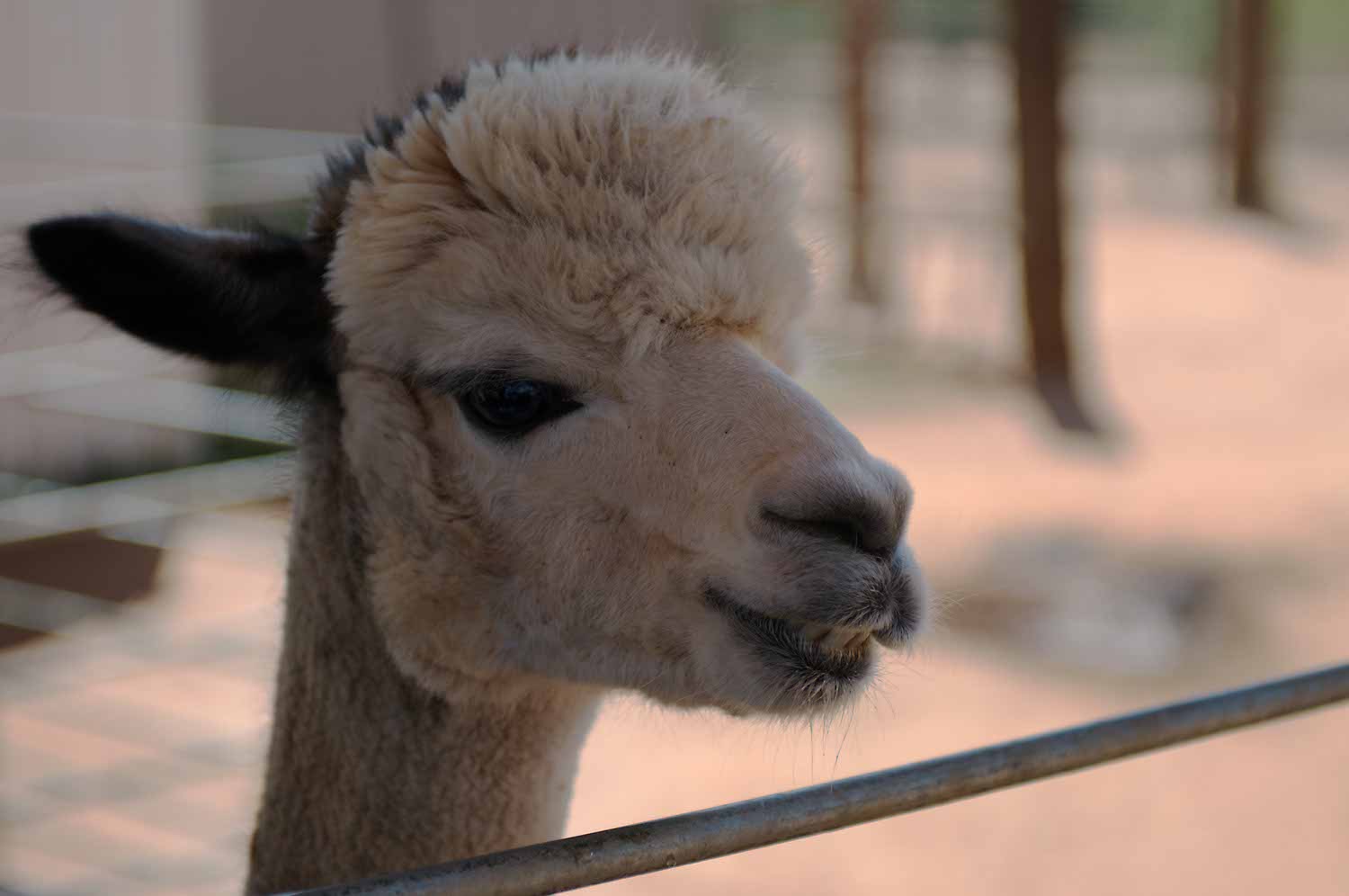 Image: Double G Alpacas