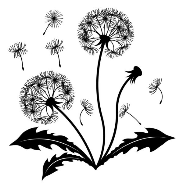 Dandelion graphic